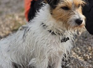 Allevamento STESI Foto Cuccioli affidati 2025