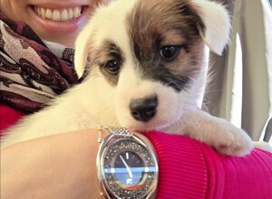 Allevamento STESI Foto Cuccioli affidati 2025