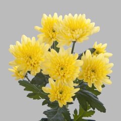 0b5fc1962eb0a2f26c4ba8d007cfd4cf7dd93aaf