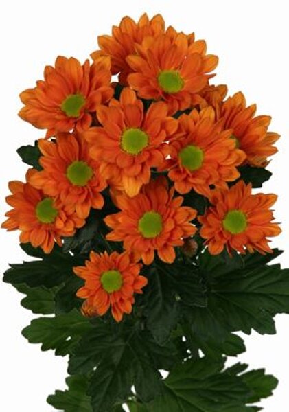 0c560532edea3677214b0196841e22335ab19f2c