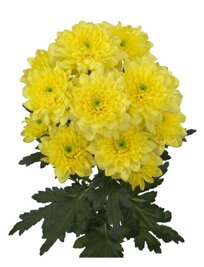 altay yellow.jpeg