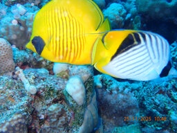 whatsapp image 2026-01-09 at 10.29.41 (1).jpeg