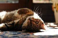 Pet Sitting Gatti Lecco Pet Sitting Gatti Lecco