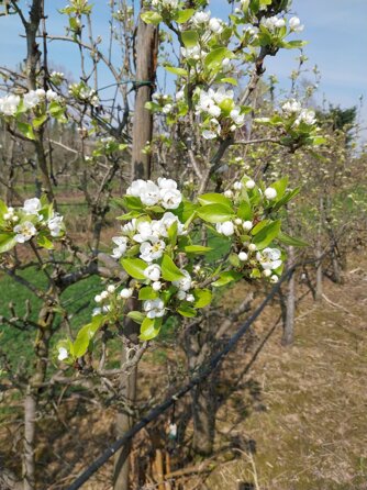 654958406_1610712457197901_3899821364431178415_n.jpeg 654958406_1610712457197901_3899821364431178415_n.jpeg