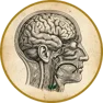 processi cognitivi
