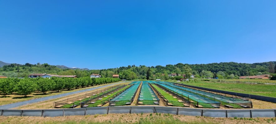 Allevamento di lumache La Chiocciola di Prato Sesia