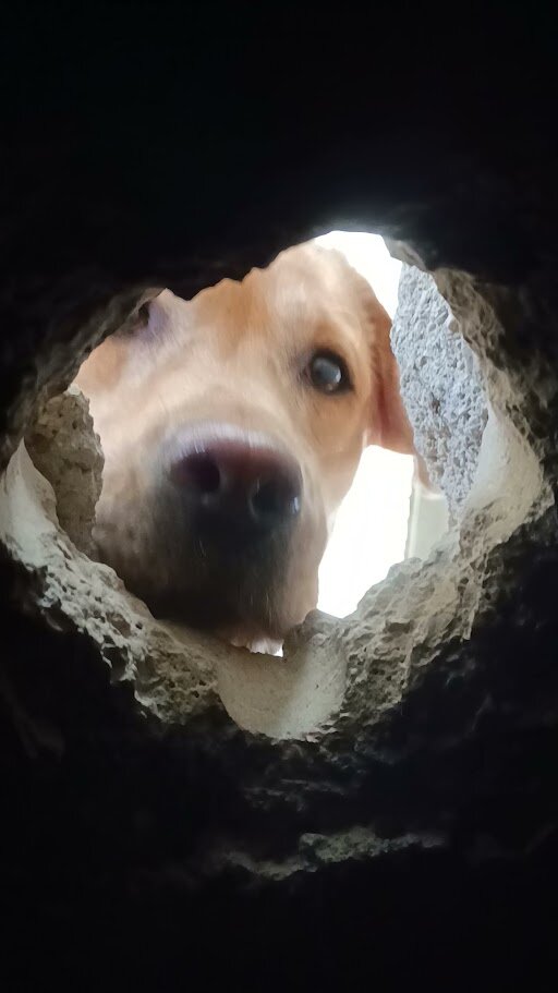 Unita Cinofile da Soccorso su Macerie - K9 USAR Unita Cinofile da Soccorso su Macerie - K9 USAR