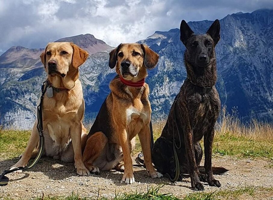 cani 50.jpeg