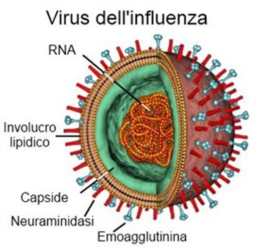 virus-influenza.jpeg virus-influenza.jpeg