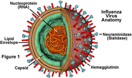 virusinfluenza.jpeg