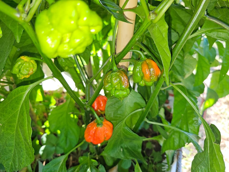 img-20251021-wa0006.jpeg