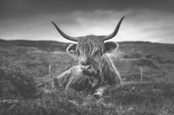 Yak sdraiato nella steppa