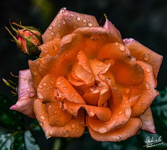 dsc_8143q.jpeg dsc_8143q.jpeg