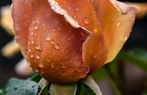 a2fd206e3e95d964c65183591ef078d08d2e6bd6