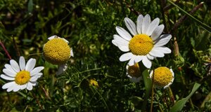 _dsc3262.jpeg