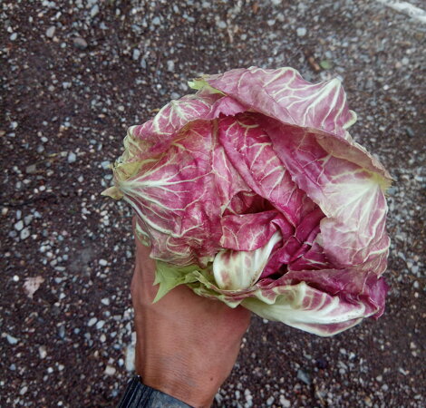 radicchio.jpeg