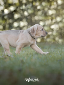 broholmer-5592-social