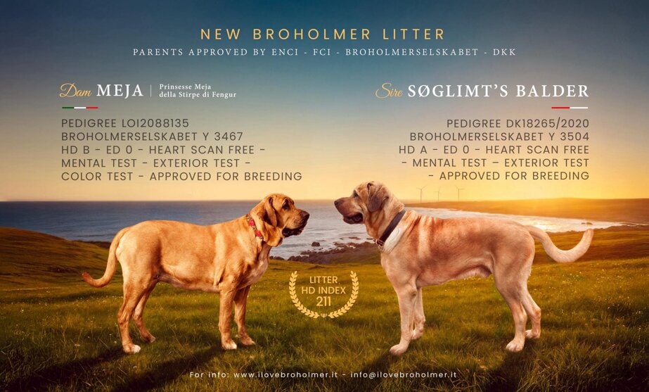 cucciolata meja balder.jpeg