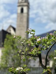 ciliegi_in_fiore_a_mezzano.jpeg