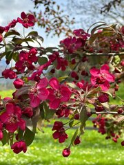alberi_in_fiore_a_mezzano.jpeg