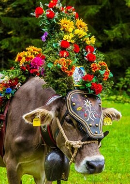 gran_festa_del_desmontegar_primiero_dolomiti.jpeg