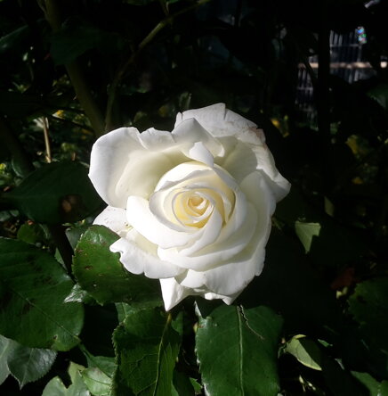 62e5ed2efaf6743a294359f14fd0a8044552aa2f 62e5ed2efaf6743a294359f14fd0a8044552aa2f