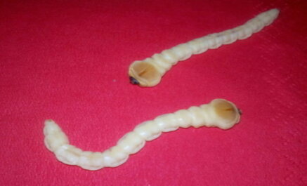 e2dd7e06f8e7c08377baf84f2cc25300b9b5e488 e2dd7e06f8e7c08377baf84f2cc25300b9b5e488