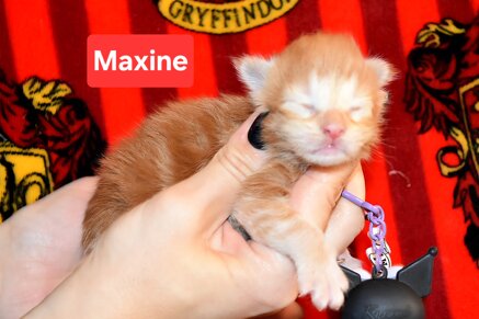 cucciolo di maine coon