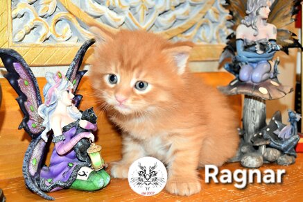 cucciolo maine coon cucciolo maine coon