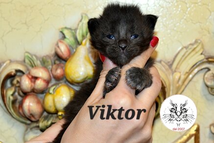 cucciolo maine coon cucciolo maine coon