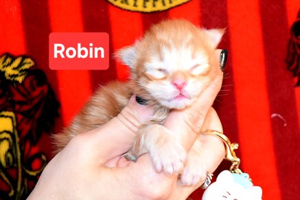 cucciolo di maine coon