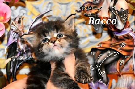 whatsapp image 2026-03-20 at 09.34.37 (1).jpeg