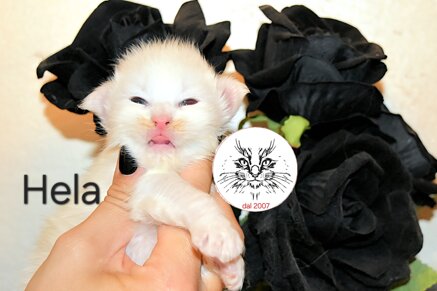 Cuccioli di Maine Coon