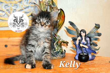 cucciolo maine coon cucciolo maine coon