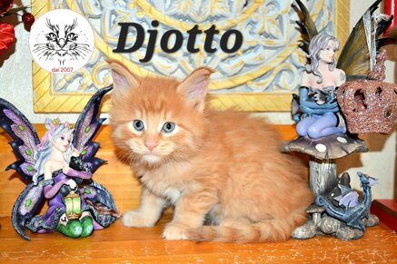 cucciolo maine coon cucciolo maine coon