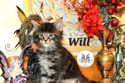 cucciolo maine coon cucciolo maine coon