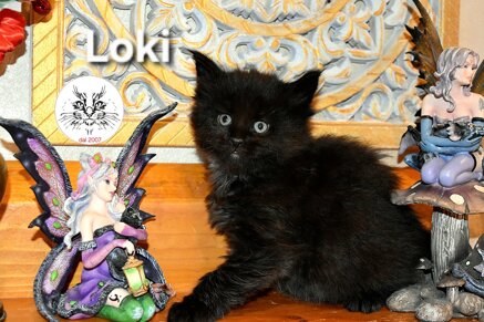 cucciolo maine coon cucciolo maine coon