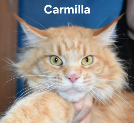 Carmilla la Mamma