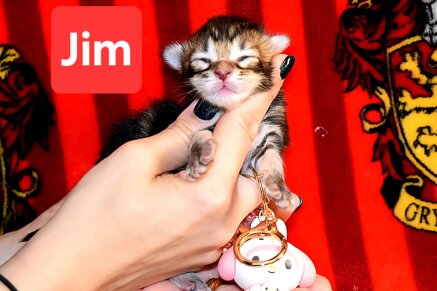 cucciolo di maine coon