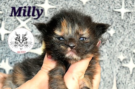 whatsapp image 2026-03-31 at 11.27.21 (1).jpeg