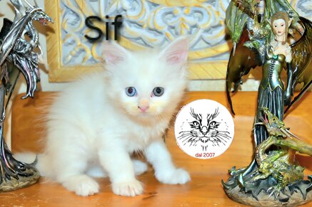 Cucciolo di maine coon