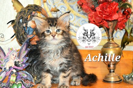 cucciolo maine coon cucciolo maine coon