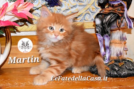 Cucciolo di manie coon