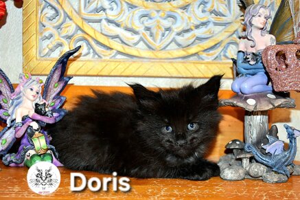 cucciolo maine coon cucciolo maine coon