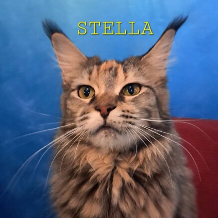 Stella