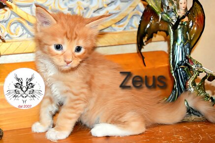 Cucciolo di maine coon