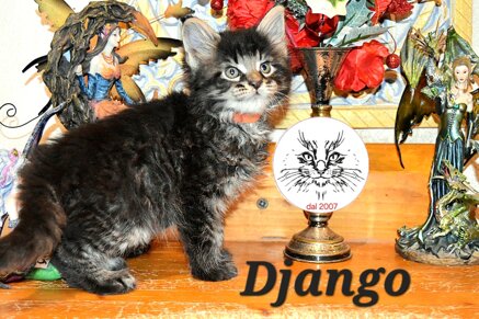 cucciolo maine coon cucciolo maine coon