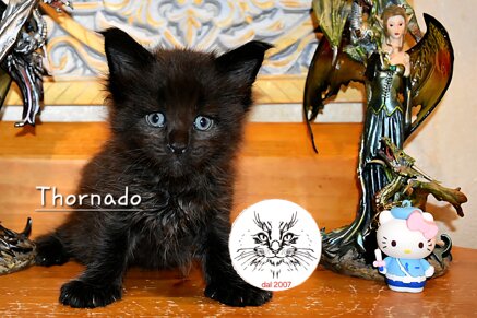 Cucciolo di maine coon