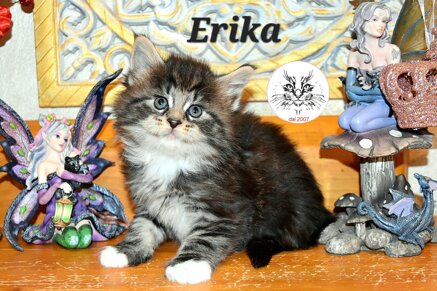 cucciolo maine coon cucciolo maine coon