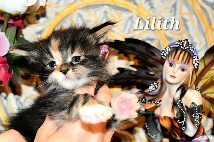 whatsapp image 2026-03-20 at 09.34.38 (1).jpeg